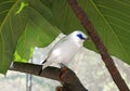 The Bali Myna Royalty Free Stock Photo